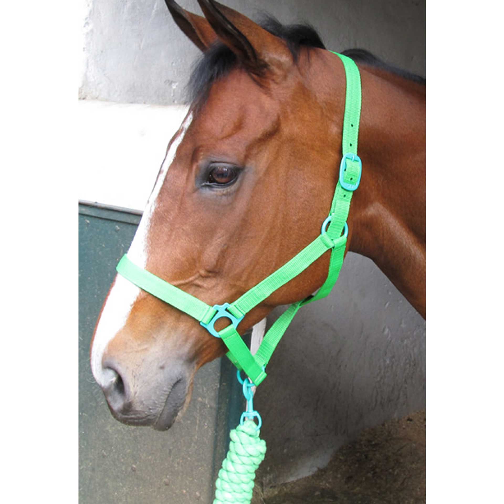 Halter Solo + Rope Lead